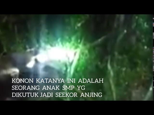 VIRAL..! ANJING JADI-JADIAN ADALAH WUJUD SEORANG ANAK SMP, DI LOMBOK, NTB, SEMOGA HOAX NIH BERITA