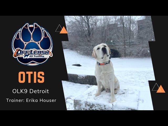 “OTIS” a 10 m/o Lab | Impulsive to Impressive | Detroit Dog Trainers