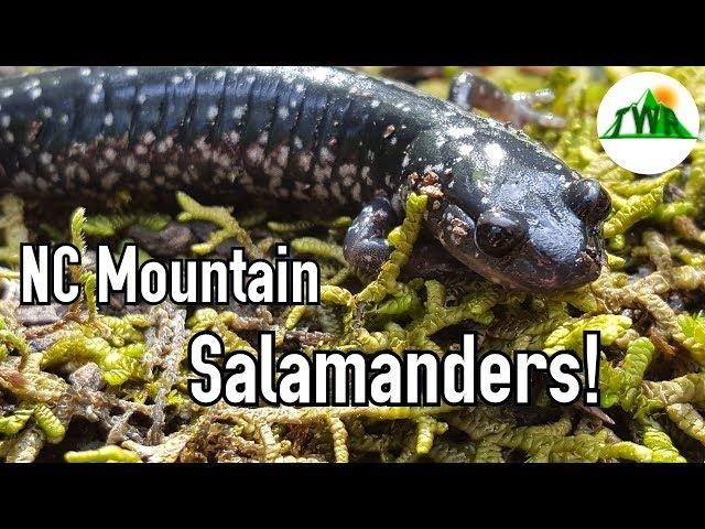 All About Salamanders!