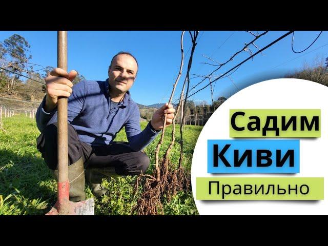 Как правильно посадить киви