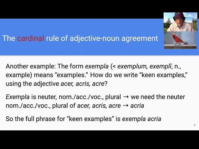 Noun-adjective agreement