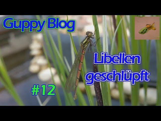 Guppy Blog Folge #12 | Libellen geschlüpft | Guppys vom Aquarium bis Gartenteich 2017