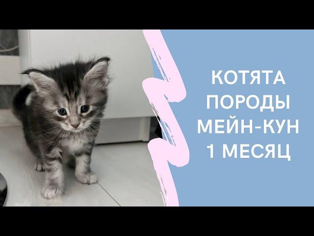 Котята Мейн Кун 1 месяц.