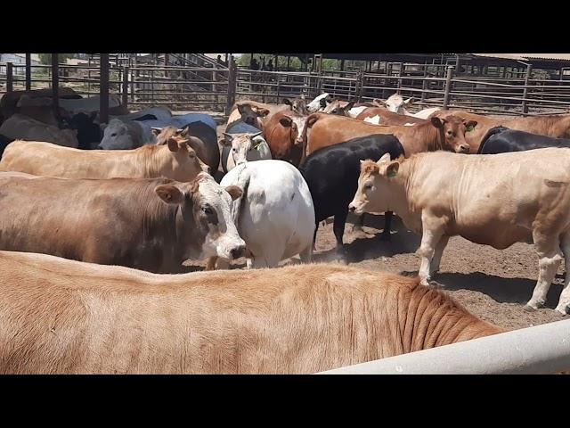 Overview of Intensive System of Cattle Farming