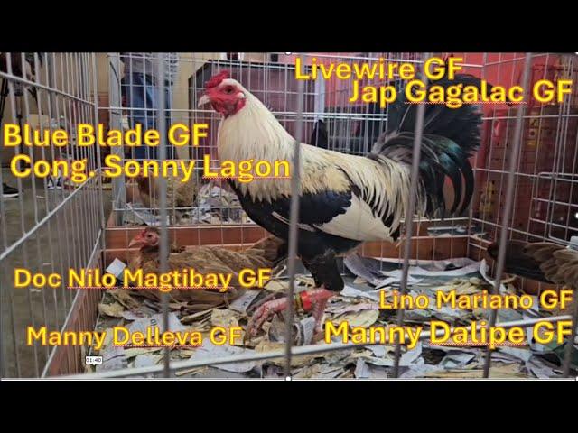 Gamefowl expo price - P35K Blue Blade game farm  Sonny Lagon Joe Goode Grey, sweater kelso, hatch RH