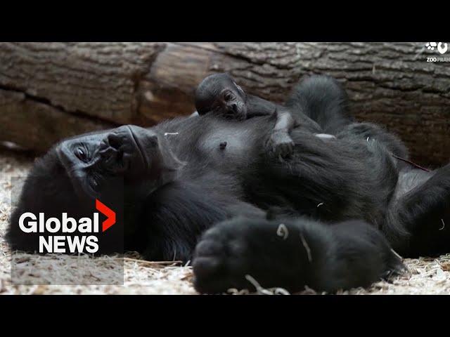 Critically endangered gorilla gives birth at Prague Zoo