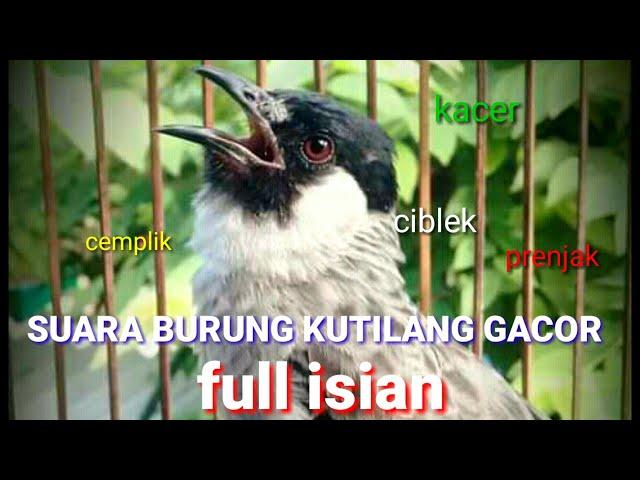 SUARA BURUNG KUTILANG GACOR FULL ISIAN SUARA BAGUS COCOK BUAT MASTERAN KUTILANG BAHAN