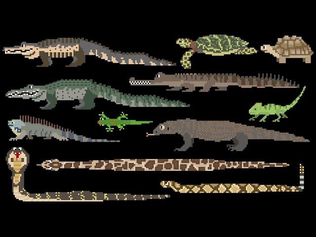 Reptiles - Snakes, Lizards, Crocodilians & Turtles - The Kids' Picture Show (Fun & Educational)