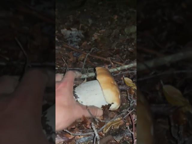 Boletus edulis porcini