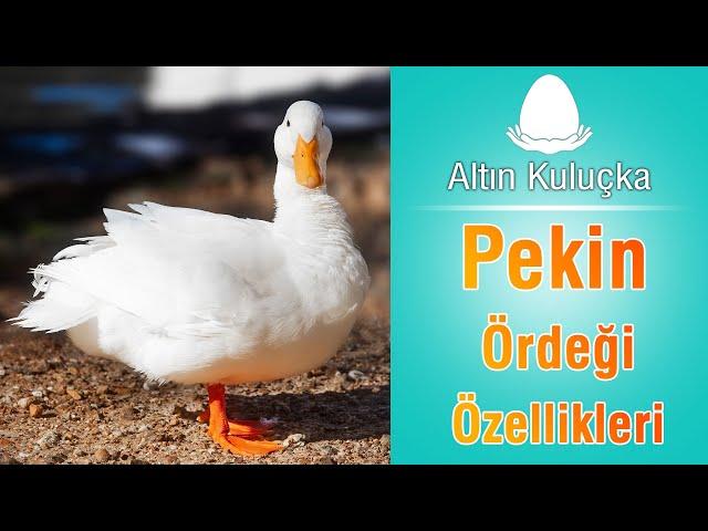 Pekin Ördeği Özellikleri ve verimi | Ördek yetiştiriciliği