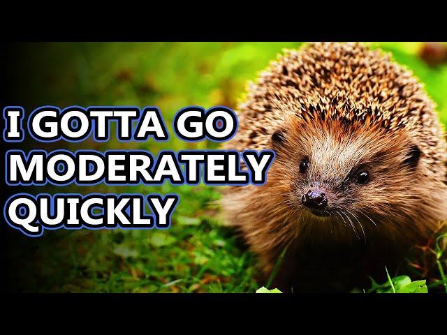 Hedgehog facts: gotta go fast (maybe) | Animal Fact Files