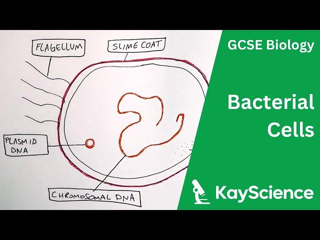 Bacterial Cells - GCSE Biology | kayscience.com