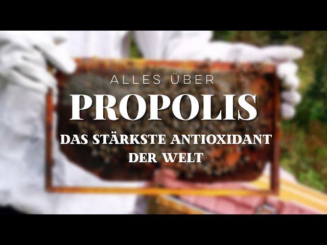 PROPOLIS - WUNDERMITTEL - WAS DU WISSEN SOLLTEST -