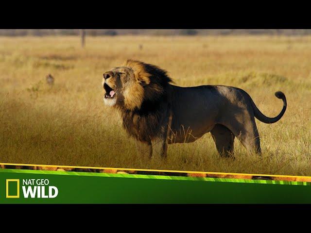 Aslan Krallığı: Gurur ve Ceza | Nat Geo Wild | Türkçe Dublaj Belgesel FullHD