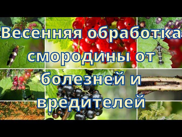 Весенняя обработка смородины от болезней и вредителей