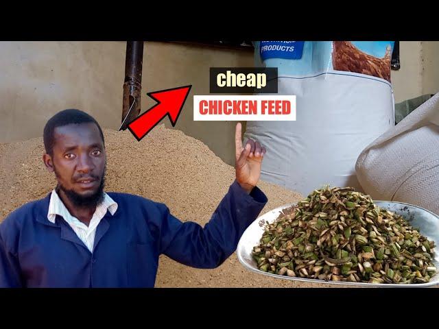 Cheap chicken feed ( HOW TO MAKE IT AT HOME )