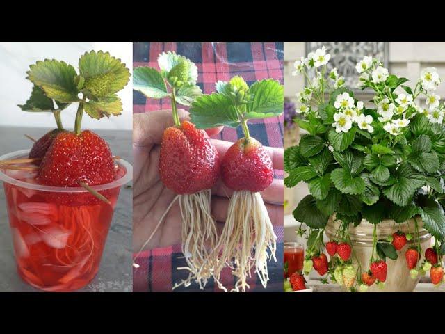 New technique: No need to grow strawberries any garden soil | strawberries growing in water |