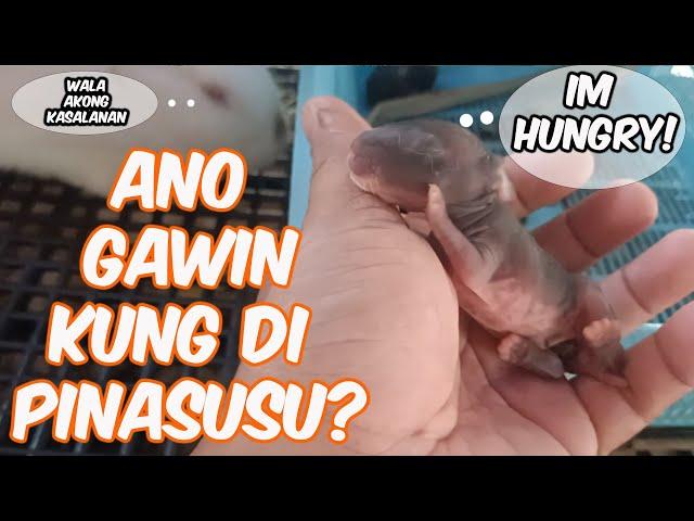 Rabbit Farming | Ano Ang Gawin Kung Di Pinasusu Ang Mga Kits Ni Mother Rabbit