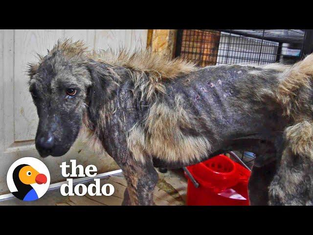 Watch This Dog’s Life Get Completely Transformed | The Dodo