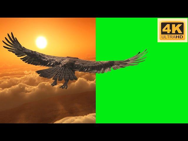 Eagle green screen, green screen eagle material, 4k/綠屏應素材，老鷹