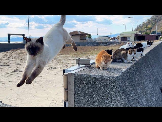 Travel to Japan's amazing cat island! Healed by friendly cats