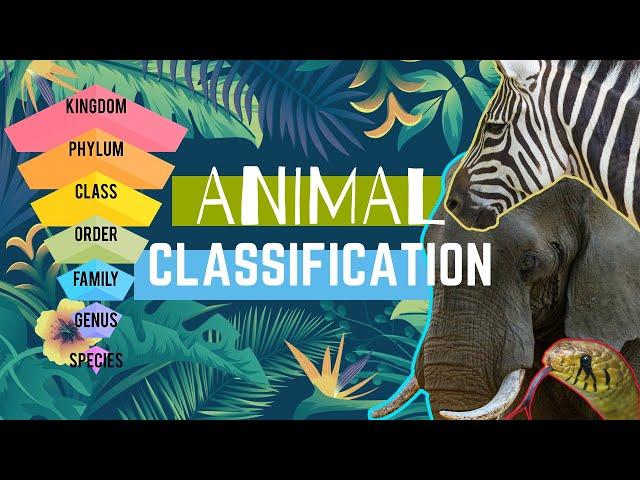 Animal Types || Animal Classification || Animal Groups 