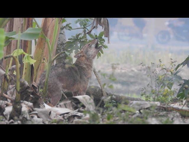 Different Golden Jackal Sound