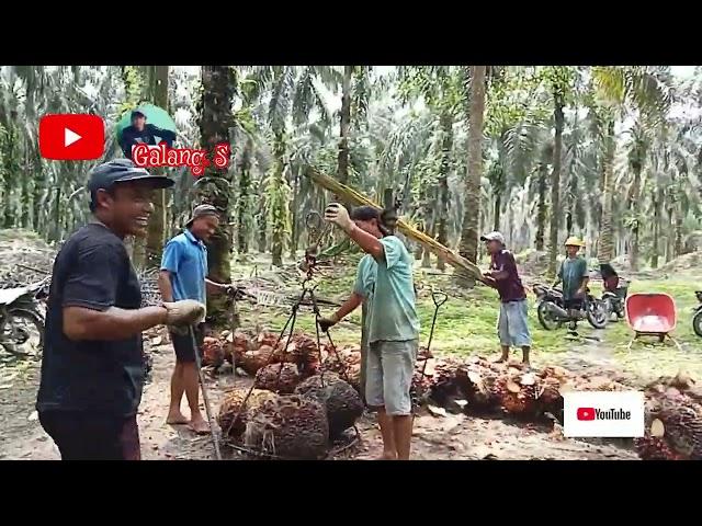 Muat sini enak Bozz.. di bantuin tukang nimbang nya@galang.s