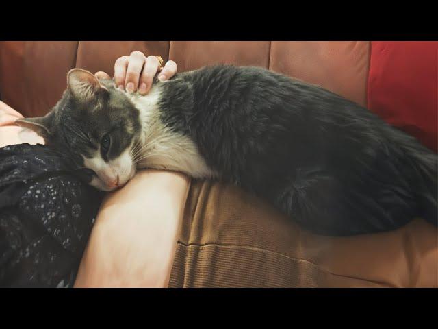 Abandoned Cat Hugs Woman As He Realizes He's Finally Adopted