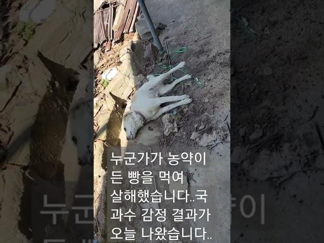 농약으로 독살당했습니다.국과수 감정결과 나왔네요..화가납니다..슬픕니다..