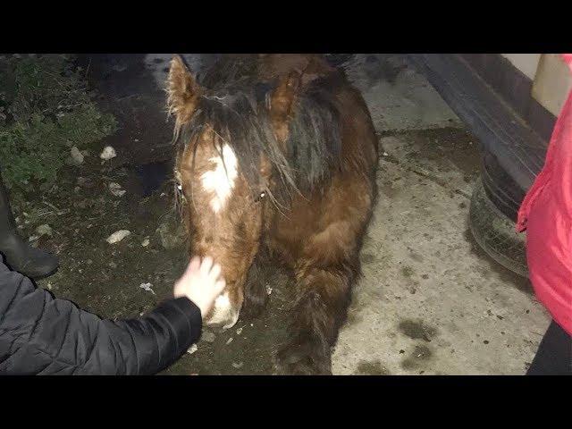 Abandoned Horse Rescued From Road