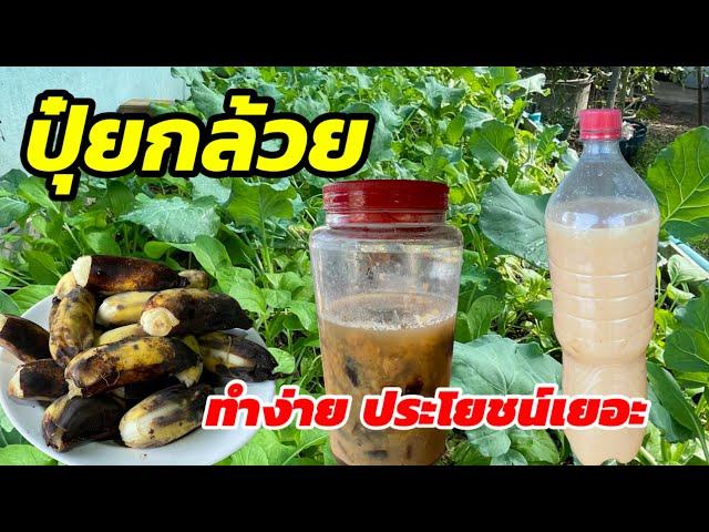 556/ #ปุ๋ยกล้วย #ปุ๋ยกล้วยหมัก[Banana Compost]  ทำง่ายประโยชน์เยอะ บำรุงพืช เพิ่มผลผลิต