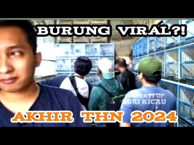 burung viral?!  akhir tahun 2024.