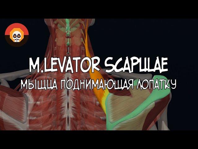 Мышца поднимающая лопатку (m. levator scapulae) 3D Анатомия