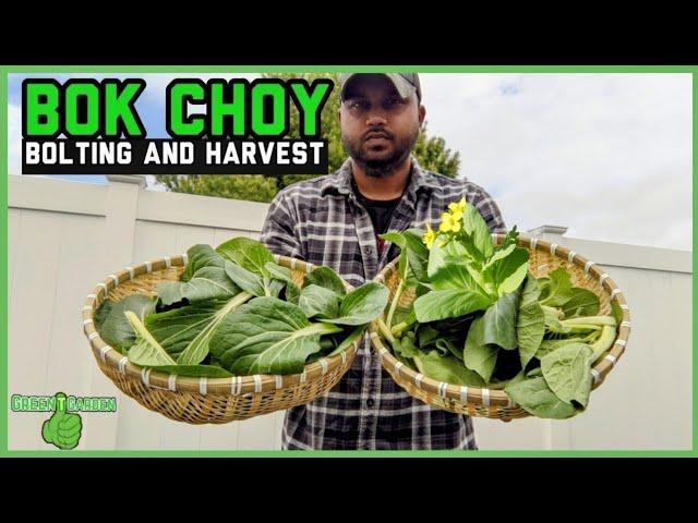 Bok Choy - Bolting and harvesting | Everything you need to know | #bokchoy