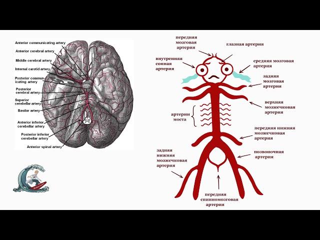 Кровоснабжение головного мозга.  Виллизиев круг. Мнемоника