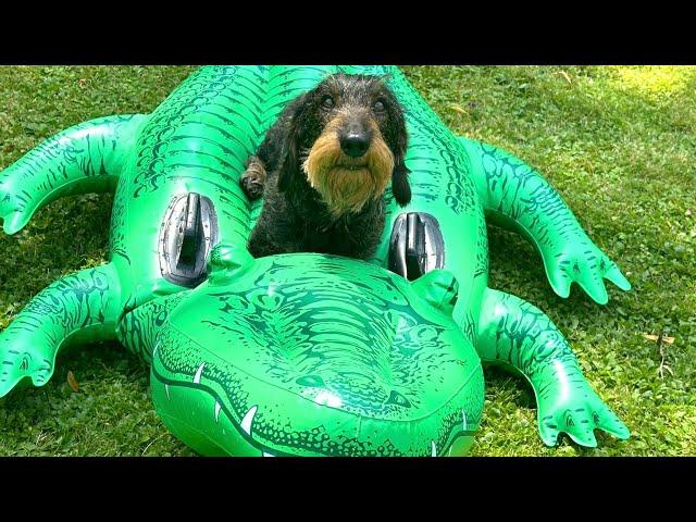 Dachshund Teddy plays with crocodiles  #TeddyTheDachshund