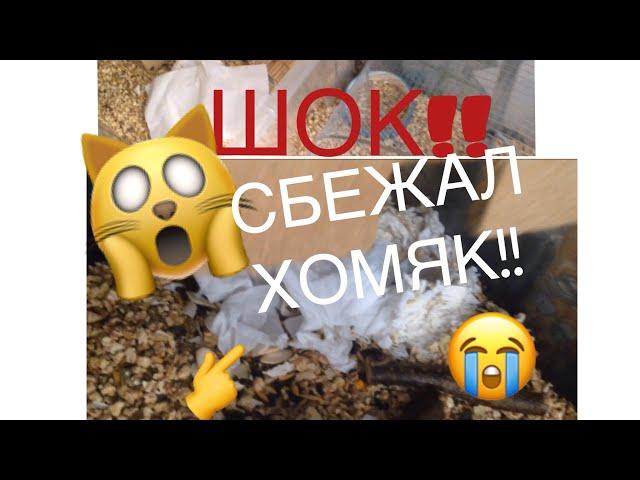 ШОК!! СБЕЖАЛ ХОМЯК! уборка у хомяка |Хома Life