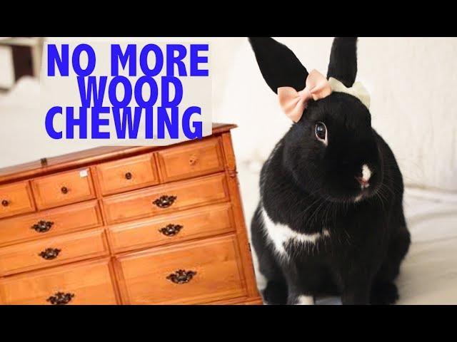 Stop your Bunny from Chewing your Wooden Furniture :  HACK