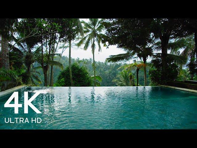 8 Hours Tropical Swimming Pool Ambience - Exotic Palm Trees 4K Video