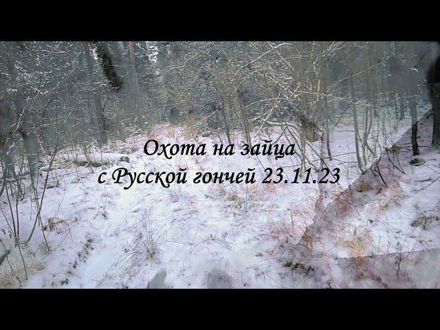 Охота с Русской гончей на зайца 23 11 23