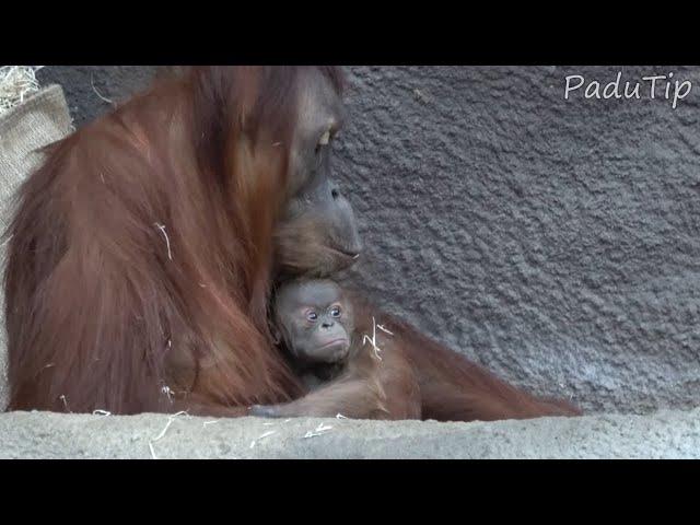 Baby Orangutan (11 days old) with Mother - Zoo Prague [2024]