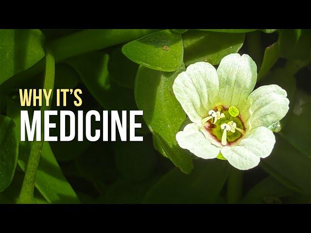 Bacopa monnieri Is An Ancient "Memory Booster" - Here is What we Know