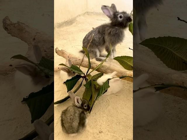 20 days old baby bunnies #animals #bunnies #bunny