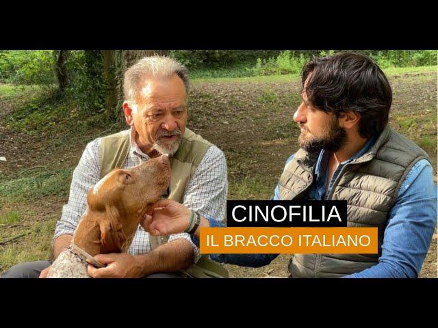 Il bracco italiano, ieri e oggi, cosa è cambiato in lui e nella caccia?