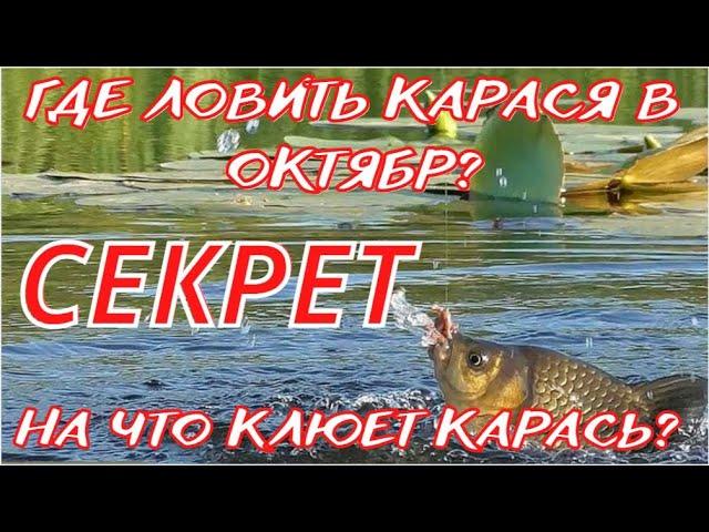 Где ловить карася в октябре? и на что клюет карась в октябре?