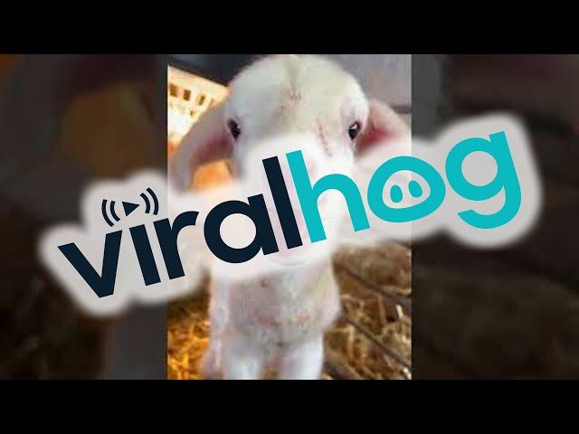 Newborn Lamb is Ready to Party || ViralHog