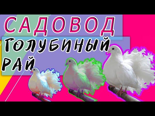 РЫНОК САДОВОД ГОЛУБИНЫЙ РАЙ | ЦЕНЫ | ГОЛУБИ