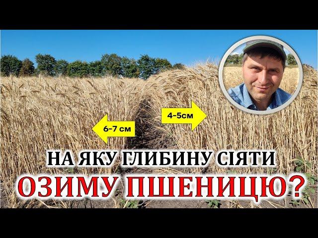 На яку глибину сіяти озиму пшеницю?