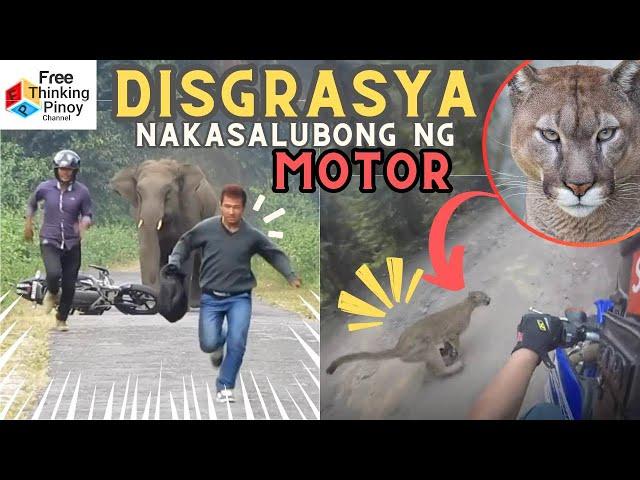 Malupet!! 22 Engkwentro ng Motorista at Hayop  Wild Animals Encounter Motor bike